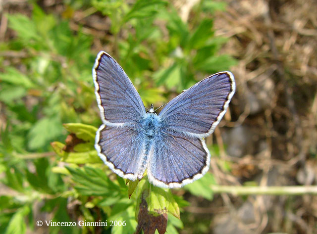 Farfalla Celeste